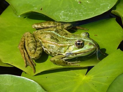 青蛙，绿色，睡莲，叶子，睡莲，动物，自然