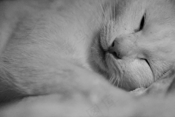 休息，侧卧，白色的猫，睡觉，睁大眼睛