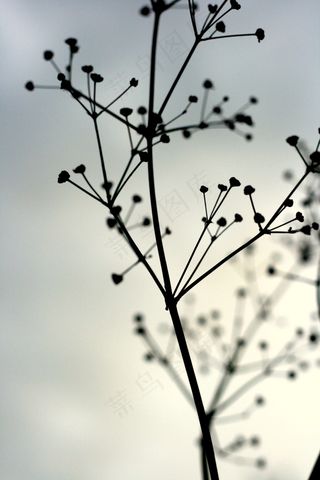 大自然，希望，植物，哀悼，蓝色