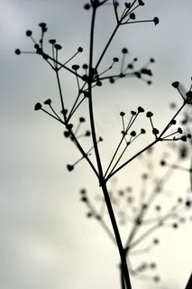 大自然,希望,植物,哀悼,蓝色 大自然,希望,植物,哀悼,蓝色