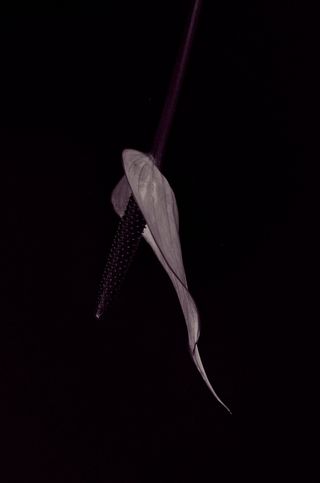 红掌，花，开花，紫色