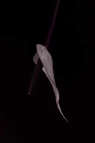 红掌，花，开花，紫色