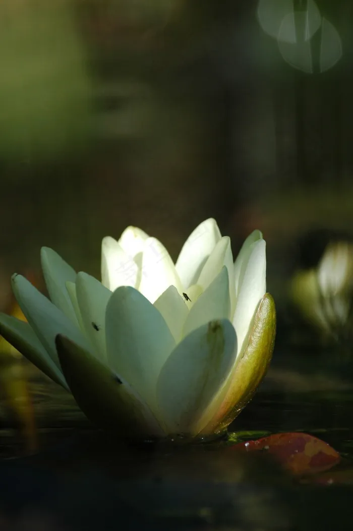 百合，池塘，水，莲花，花，开花，植物