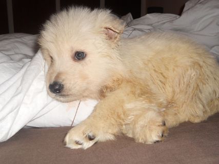 狗，宠物，小狗，宠物，动物，家养，哺乳动物