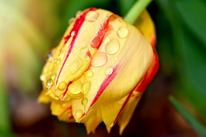 郁金香，花，花园，开花，黄色红色