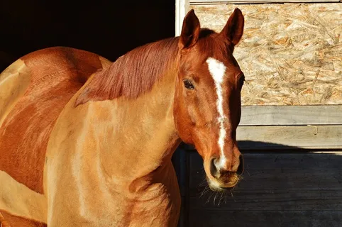 马,动物,骑马,Reiterhof,棕色,耦合,草地 马,动物,骑马,Reiterhof,棕色,耦合,草地