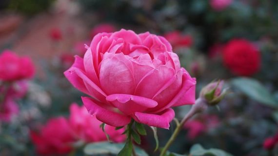 一朵玫瑰，浪漫，美女，香气，粉红色，盛开，粉红玫瑰