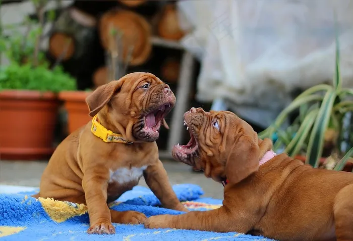 狗，Dogue De Bordeaux，ast犬，波尔多，勃艮第