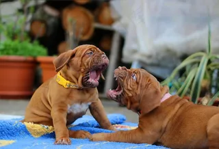 狗，Dogue De Bordeaux，ast犬，波尔多，勃艮第