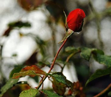 玫瑰，花，开花，红色，夏天花，雨