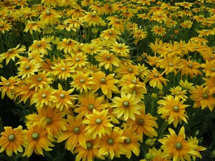 鲜花,Blütenmeer,床,折扣,装饰 鲜花,Blütenmeer,床,折扣,装饰