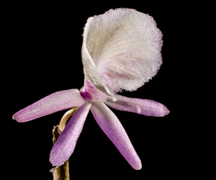 野生兰花，兰花，白紫，开花，盛开