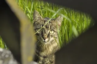 猫，家猫，宠物，幼猫，猫的眼睛，猫脸