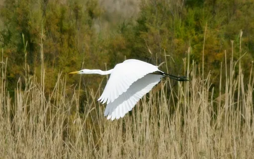 大白鹭，鸟，野生动物，飞行，自然，水