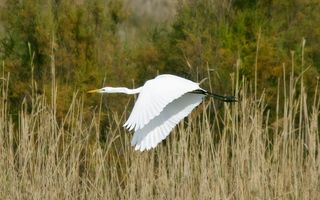 大白鹭，鸟，野生动物，飞行，自然，水