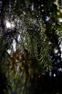 太阳光，针，秋，早晨，树，自然