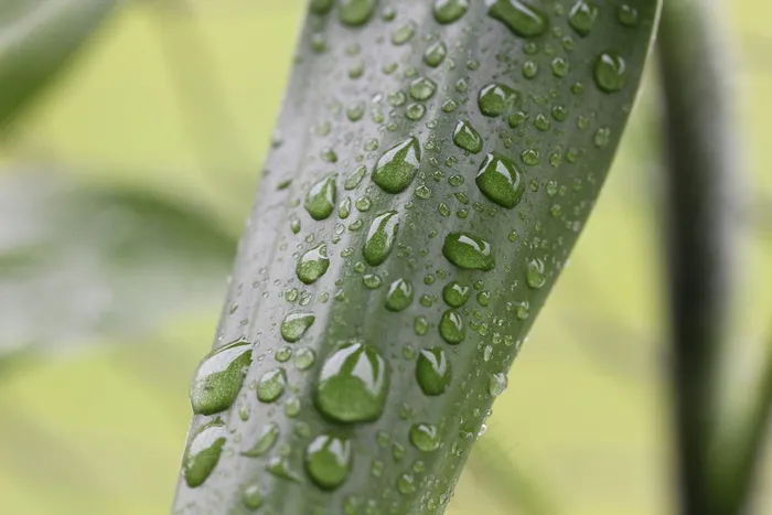 叶子，花，雨，湿，雨滴，叶子，开花