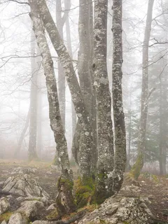 森林，树木，树干，书，有雾，困扰