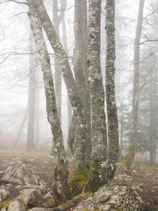 森林，树木，树干，书，有雾，困扰