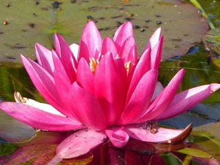 睡莲，灰尘，水，夏天，红色，花园，叶子