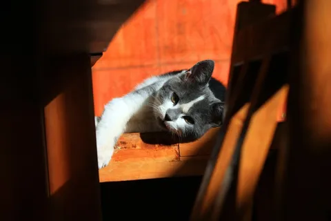 猫,动物,宠物,休息,宠物 猫,动物,宠物,休息,宠物