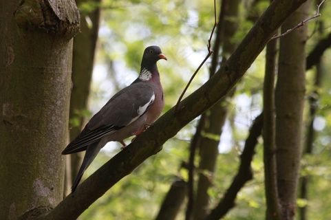 鸽子，分支机构，森林，树，Konary，绿色，自然