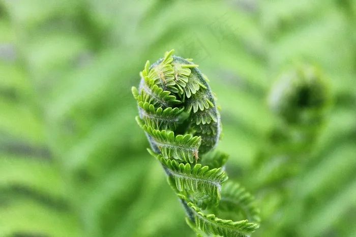 蕨类，叶子，绿色，植物，自然，绿色阴影