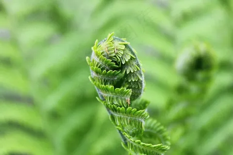 蕨类,叶子,绿色,植物,自然,绿色阴影 蕨类,叶子,绿色,植物,自然,绿色阴影