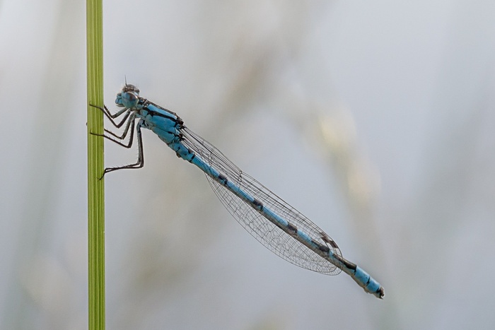 蜻蜓，宏，Enallagma，Cyathigerum，蓝杯