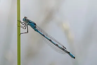 蜻蜓，宏，Enallagma，Cyathigerum，蓝杯