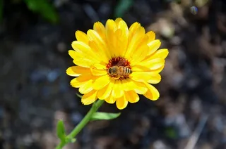 非洲菊，Germini，花，春天，感情，香