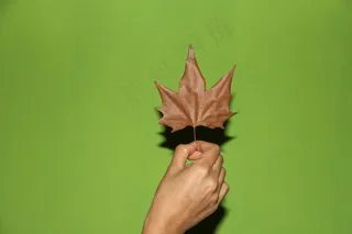 秋天的叶子，手，黄片，秋天，手指，手