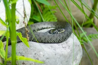 坐骑，蛇，自然，爬行动物，在石头上，潜伏