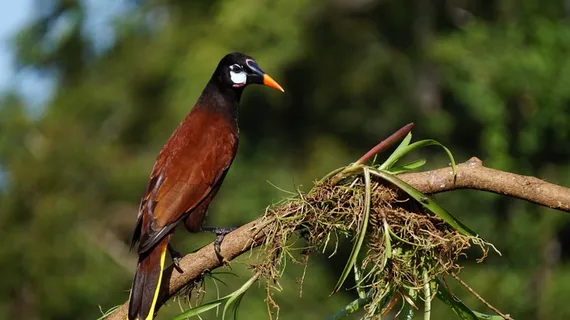 蒙特祖玛Oropendola，哥斯达黎加，自然，雨林