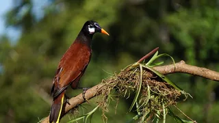 蒙特祖玛Oropendola，哥斯达黎加，自然，雨林