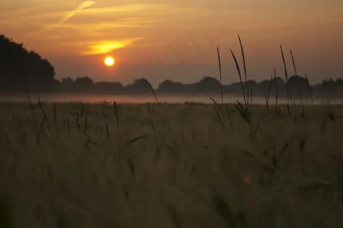 早晨，太阳，日出，雾，场，天空，早晨的太阳