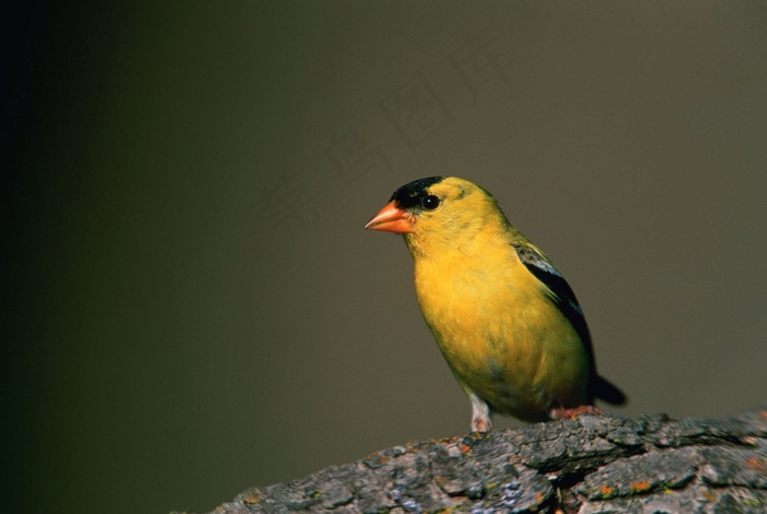 美国金翅雀，鸟，野生动物，自然，宏