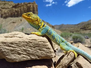 领蜥蜴，爬行动物，肖像，野生动物，自然