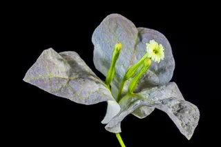 九重葛，开花，花，粉红色