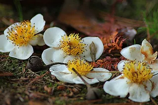 白花，花的，植物，自然，开花，盛开