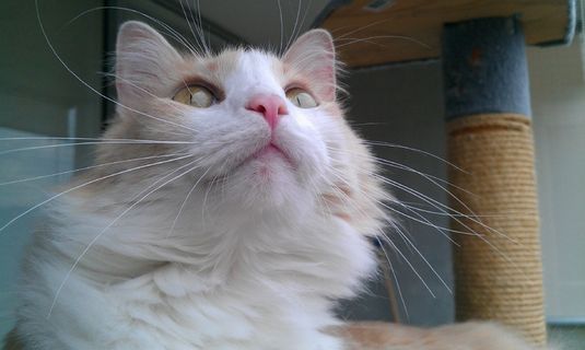 猫，猫脸，寻找，宠物，猫的，毛皮，家养