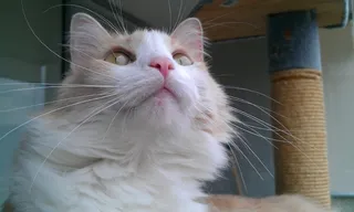 猫，猫脸，寻找，宠物，猫的，毛皮，家养