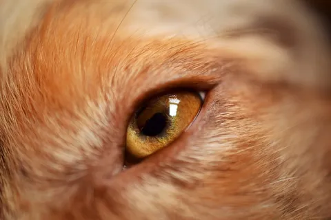 狗，澳大利亚牧羊犬，动物，澳大利亚，宠物，牧羊犬