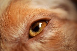 狗，澳大利亚牧羊犬，动物，澳大利亚，宠物，牧羊犬