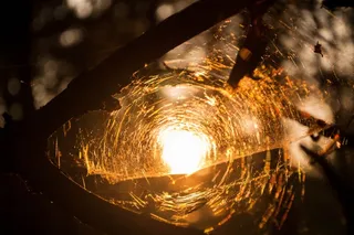 太阳，蜘蛛网，树木，黎明，昆虫，光，蜘蛛