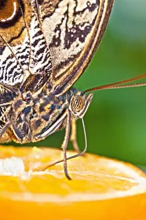 Caligo Eurilochus,眼睛,蝴蝶,异国情调,热带 Caligo Eurilochus,眼睛,蝴蝶,异国情调,热带