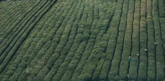 种植园，植物，茶，收获，自然，农业