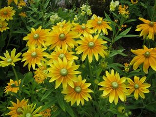 向日葵，鲜花，Blütenmeer，床，折扣