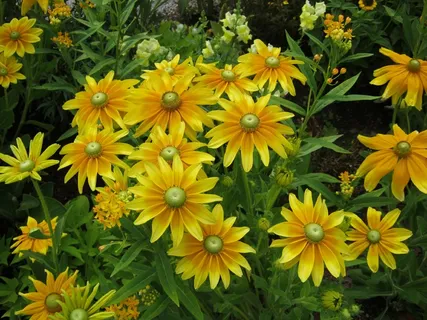 向日葵,鲜花,Blütenmeer,床,折扣 向日葵,鲜花,Blütenmeer,床,折扣