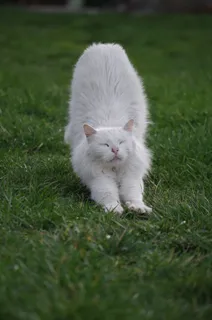 白色,猫,动物,伸展,睡眠 白色,猫,动物,伸展,睡眠